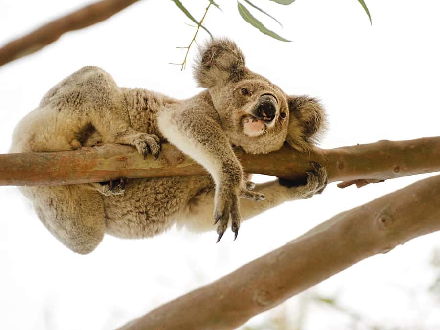 Magnetic Island: West Coast Eco Adventure Bus Tour - Morning tea at the right time, with real island comfort