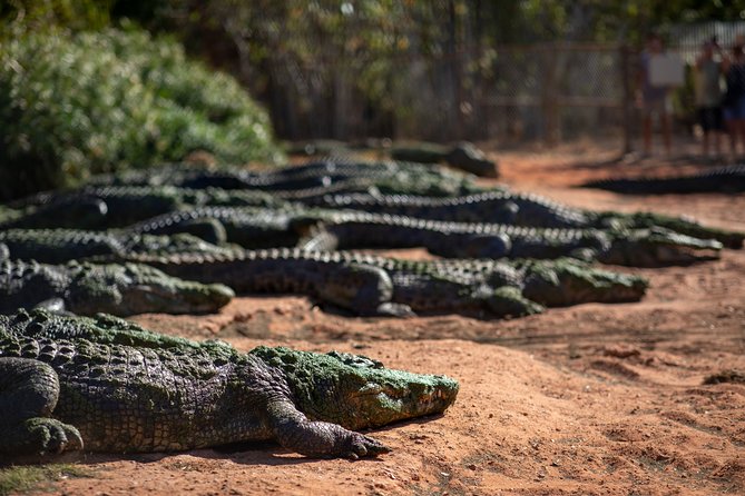 Malcolm Douglas Crocodile Park Tour Including Transportation - Quick hits on the Malcolm Douglas Crocodile Park tour