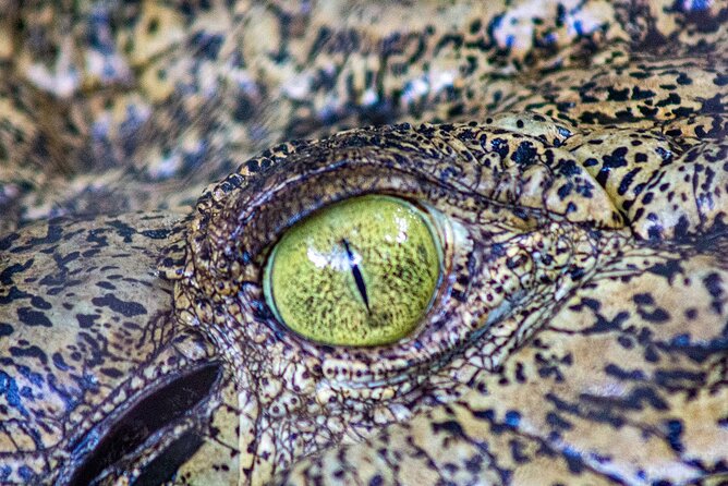 Malcolm Douglas Crocodile Park Tour Including Transportation - What the guide adds: Brenda, Ron, Fraser, Dooma, and the small details