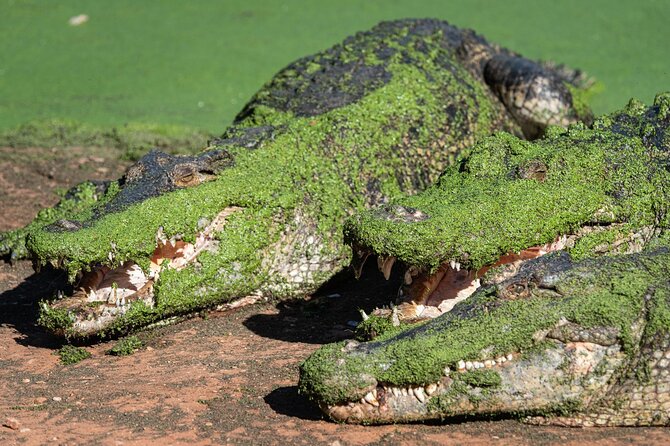 Malcolm Douglas Crocodile Park Tour Including Transportation - Photo and memory moments you can plan around