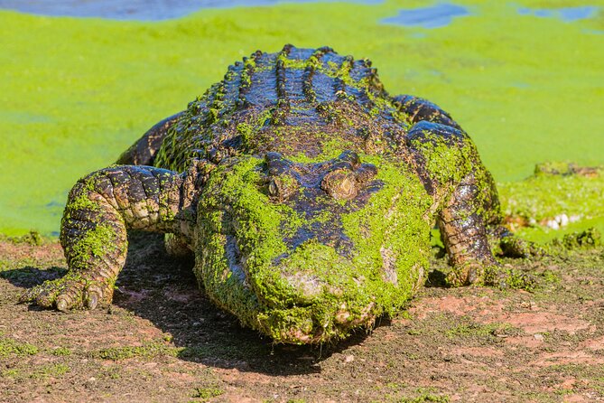 Malcolm Douglas Crocodile Park Tour Including Transportation - Price and value: what $57.38 buys in Broome