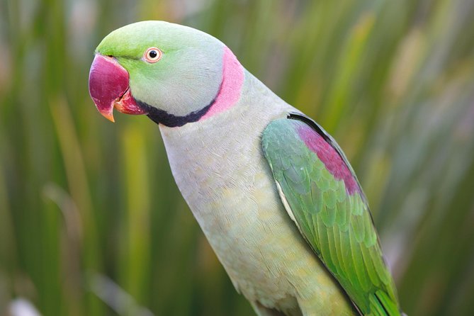 Maleny Botanic Gardens Bird Aviary Experience Ticket - What to do before and after the bird encounter