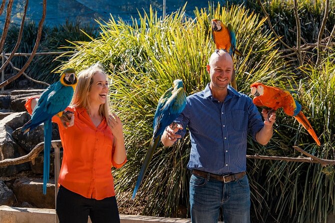 Maleny Botanic Gardens Bird Aviary Experience Ticket - The bird aviary experience: cockatoos, macaws, and walk-in proximity