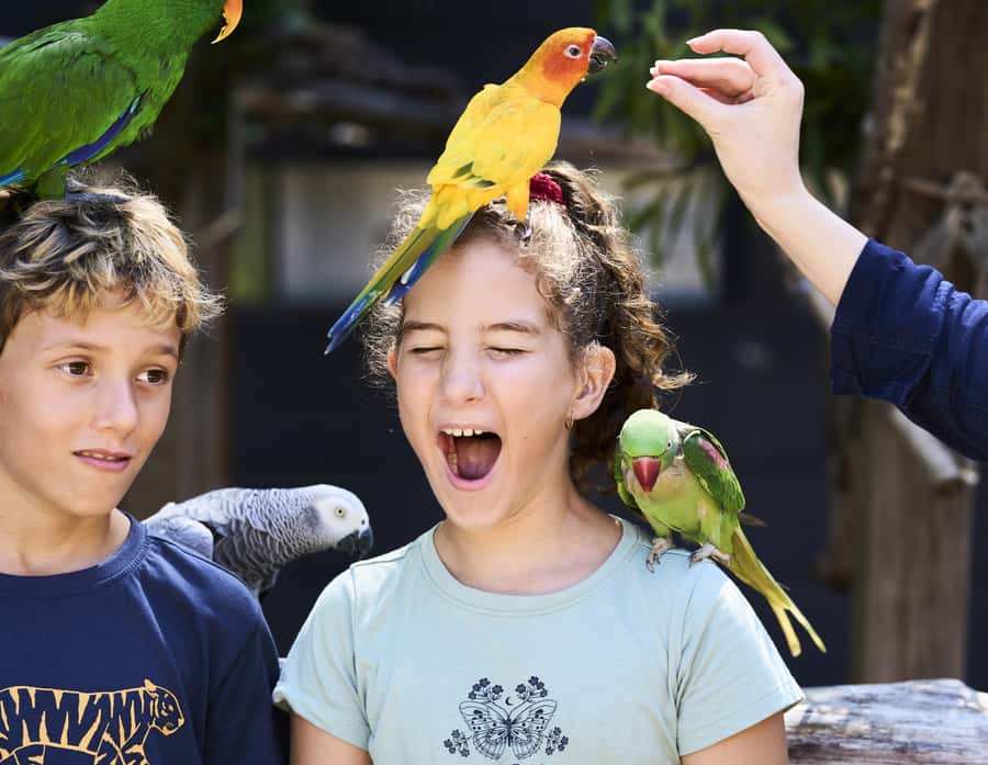 Maleny: Maleny Botanic Gardens & Bird World Entry Ticket - A great Maleny day starts with the right mix of birds and gardens