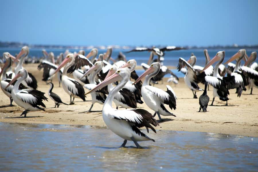 Mandurah: Dolphin and Views Cruise - Wildlife highlights: bottlenose dolphins up close, plus birds that steal the show