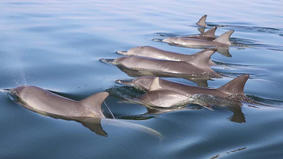 Mandurah: Dolphin and Views Cruise - Kids on deck: nautical play that keeps little ones interested