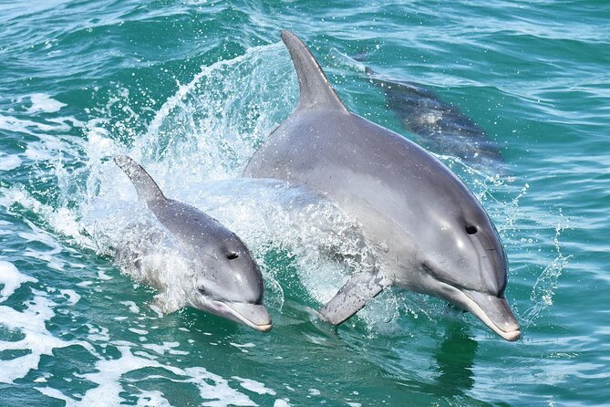 Mandurah Dolphin Cruise and Views - Quick takes: What makes this Mandurah cruise worth your time