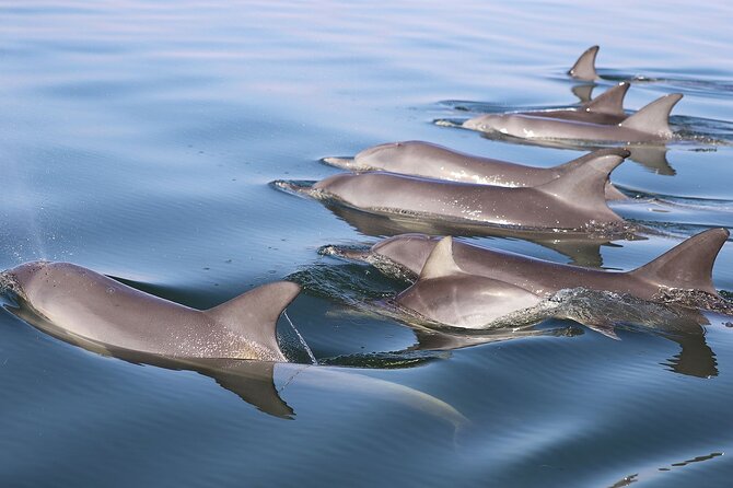 Mandurah Dolphin Cruise and Views - How the 1 hour 15 minutes really plays out