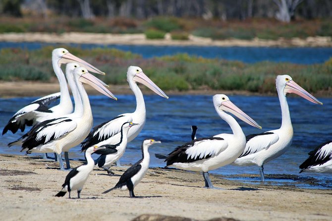 Mandurah Dolphin Cruise and Views - What’s included for $31.56, and where the real value comes from
