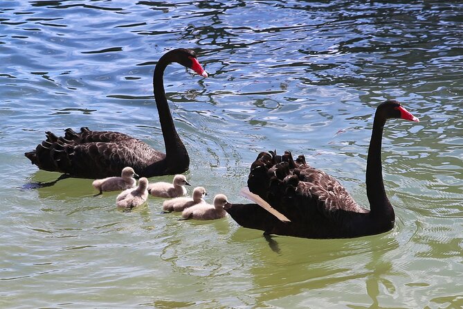 Mandurah Dolphin Cruise and Views - Dolphin guarantee, but manage your expectations about timing