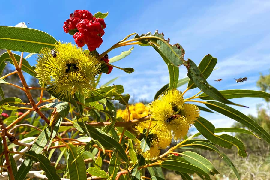 Mandurah: Murray River Lunch Cruise - Lunch and tea: included comfort food with seasonal changes