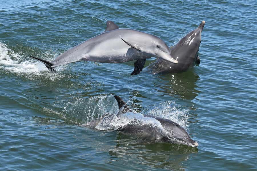 Mandurah: Murray River Lunch Cruise - Dolphin watch rules: enjoy it, but keep it flexible