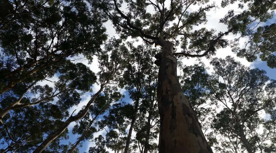 Margaret River and Busselton Jetty: Day Trip from Perth - Mammoth Cave guided tour: the chambers you can feel, not just see
