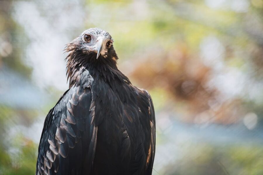 Margaret River: Birds of Prey Encounter and Forest Walk - Who should book this raptor experience in Margaret River?