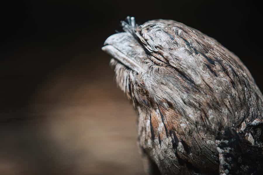 Margaret River: Birds of Prey Encounter and Forest Walk - Should you book Capes Raptor Centre in Margaret River?