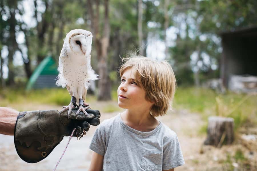 Margaret River: Birds of Prey Encounter and Forest Walk - 1km self-guided forest walk: See the other residents after the show
