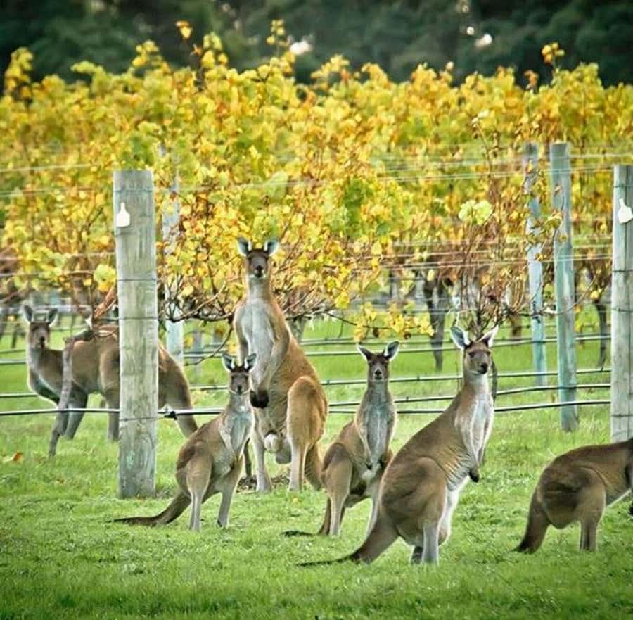 Margaret River: Full-Day Wine Tour - Pickup to Return: How the 9-Hour Day Actually Unfolds