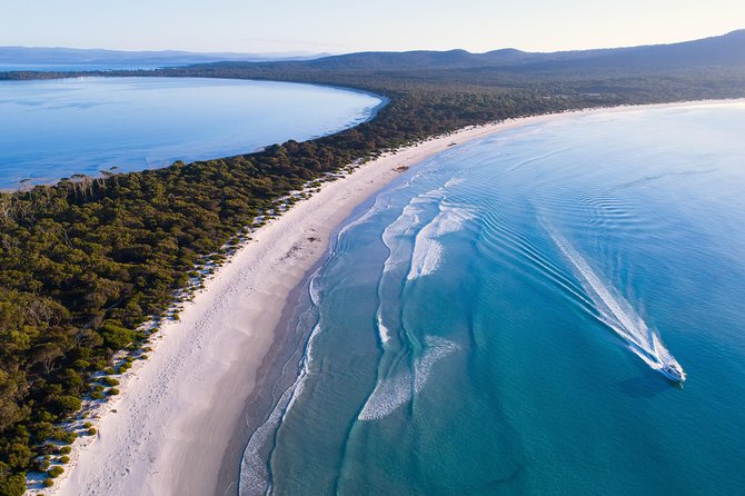 Maria Island Cruise and Guided Walk Day Tour with Lunch and Drinks - Morning tea with fur seals: why the timing feels lucky