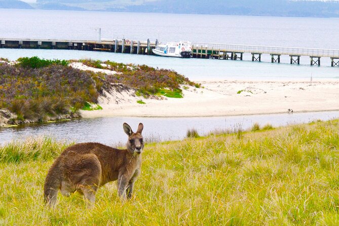 Maria Island Cruise and Guided Walk Day Tour with Lunch and Drinks - Landing on Maria Island: walking the UNESCO Darlington Convict Settlement