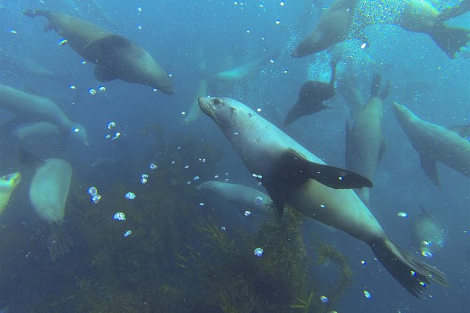 Maria Island Cruise and Guided Walk Day Tour with Lunch and Drinks - Lunch and drinks onboard: what you actually get for the price