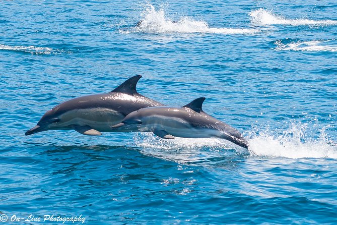 Maria Island Cruise and Guided Walk Day Tour with Lunch and Drinks - The 4-hour scenic cruise: your best shot at seals, dolphins, and albatross