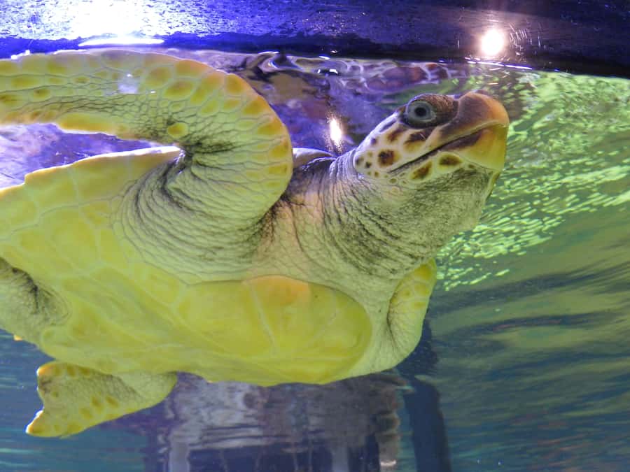 Marine Discovery Centre - Key highlights worth penciling in