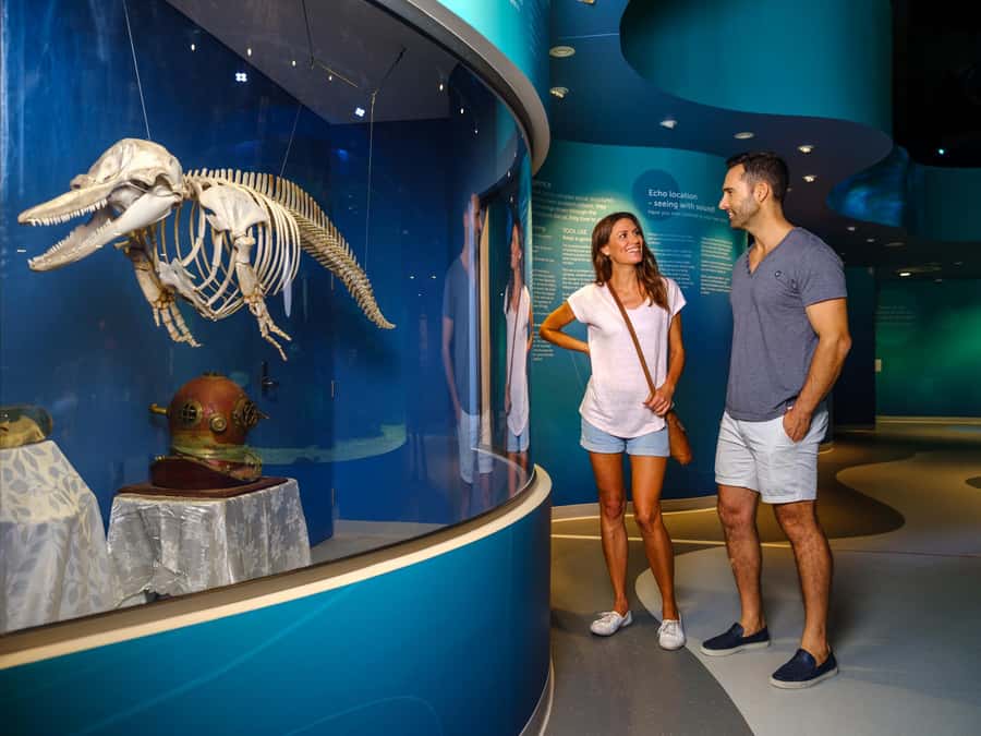 Marine Discovery Centre - Live feeding programs and what to watch for