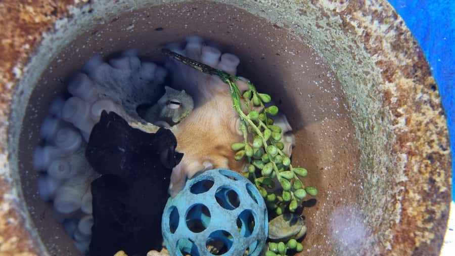 Marine Discovery Centre - Wild bottlenose dolphins, and why there are no dolphins in pens