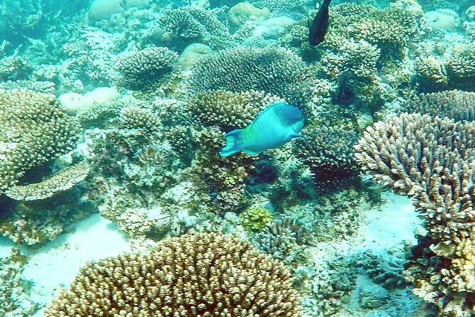 Marine Eco Safari - Swim with Manta Rays - Key Takeaways Before You Go