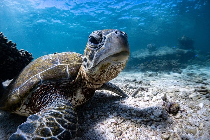 Marine Eco Safari - Swim with Manta Rays - Price and What You Actually Get for $466