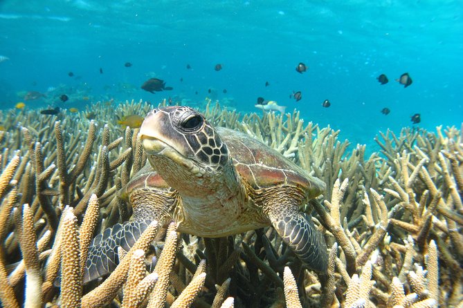 Marine Eco Safari - Swim with Manta Rays - Bills Bay Morning Snorkel, Coral Gardens, and Reef Sharks