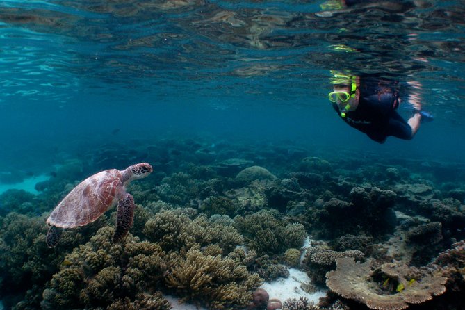Marine Eco Safari - Swim with Manta Rays - Safety First: What the Crew Does, and What You Should Ask