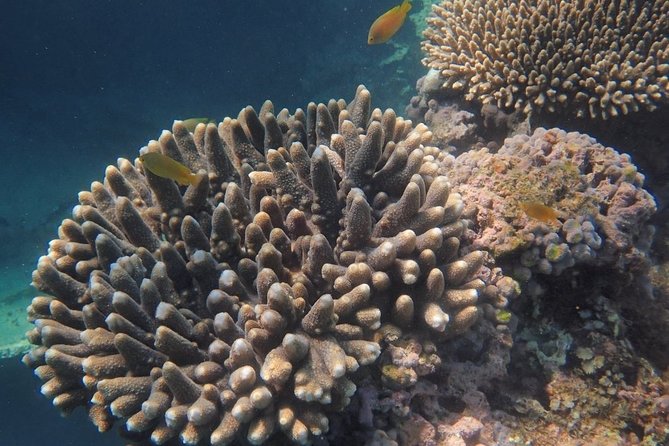 Marine Eco Safari - Swim with Manta Rays - Lunch on the Water: Buffet Meals Plus Real Fuel