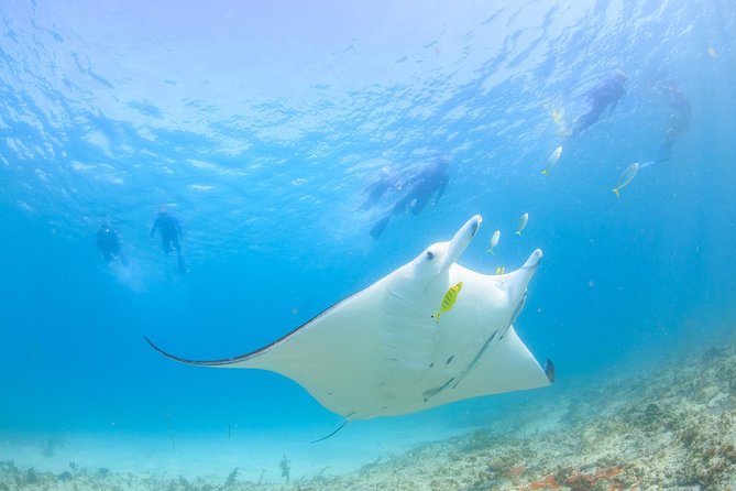 Marine Eco Safari - Swim with Manta Rays - Meeting Point, Timing, and How the Day Moves