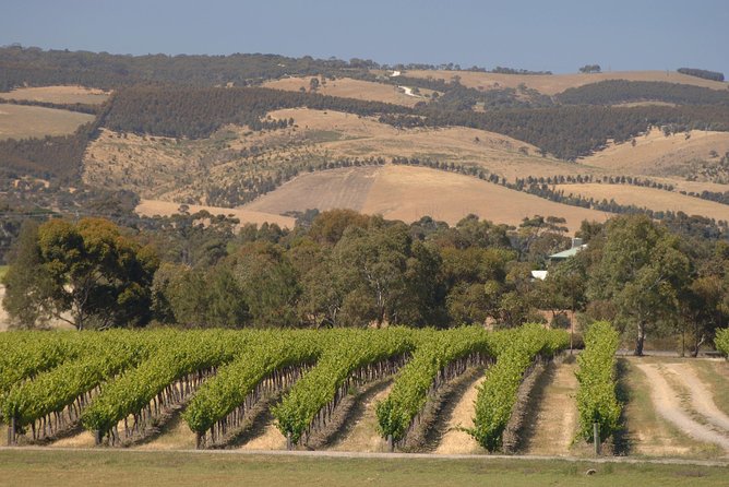 McLaren Vale and Glenelg Wine Tasting and Sightseeing (Half-day Afternoon) - Haselgrove Wines: structured tasting, optional cheese, and extra touches
