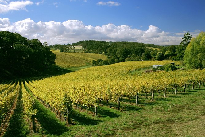 McLaren Vale and Glenelg Wine Tasting and Sightseeing (Half-day Afternoon) - Price and value: what $63.83 buys you in real terms