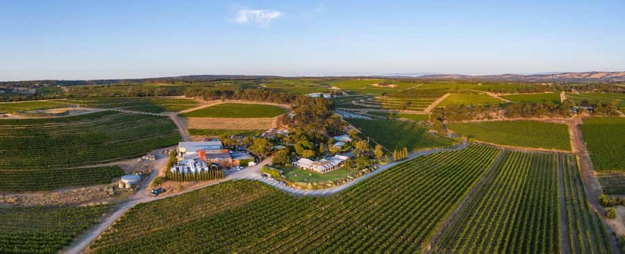 McLaren Vale North: Hop-On Hop-Off Tour - McLaren Vale North as a Choose-Your-Own Wine Day