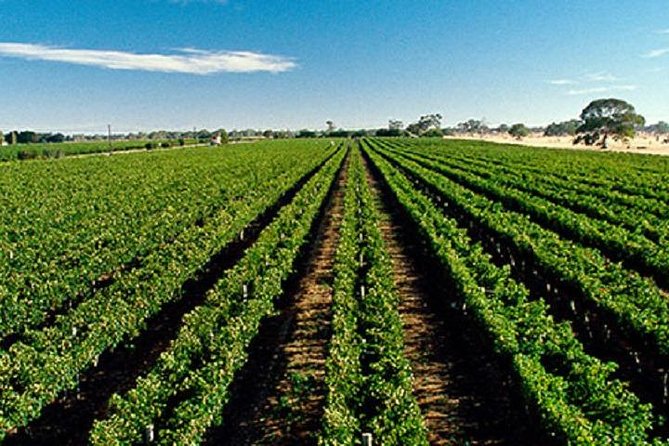 McLaren Vale Private Luxury Wine Tour - Full Day - Optional add-ons: barrel tastings, behind-the-scenes, chocolate, and the Almond Train