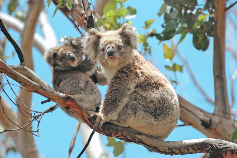 Melbourne: 12 Apostles, Otways & Great Ocean Road Day Tour - Redwood Forest: tall trees, cool shade, and fun photo moments
