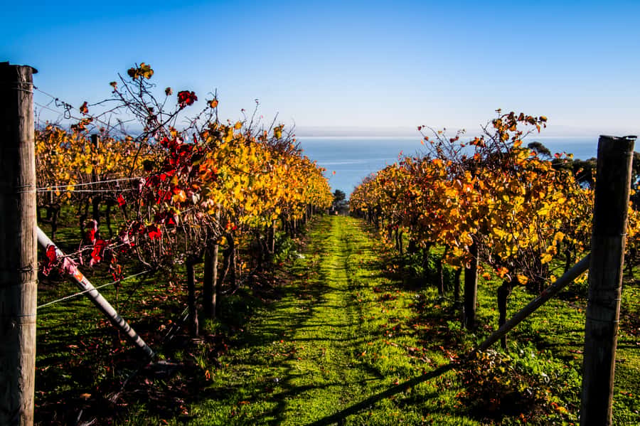 Melbourne: Around the Bay Food & Wine Taste Trail - Quick hits