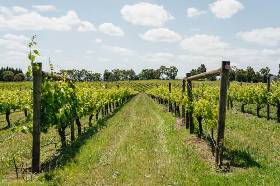 Melbourne: Full-Day Yarra Valley Wine Experience with Lunch - The Big Value: Tastings Plus Lunch, Not Just a Bus Ride
