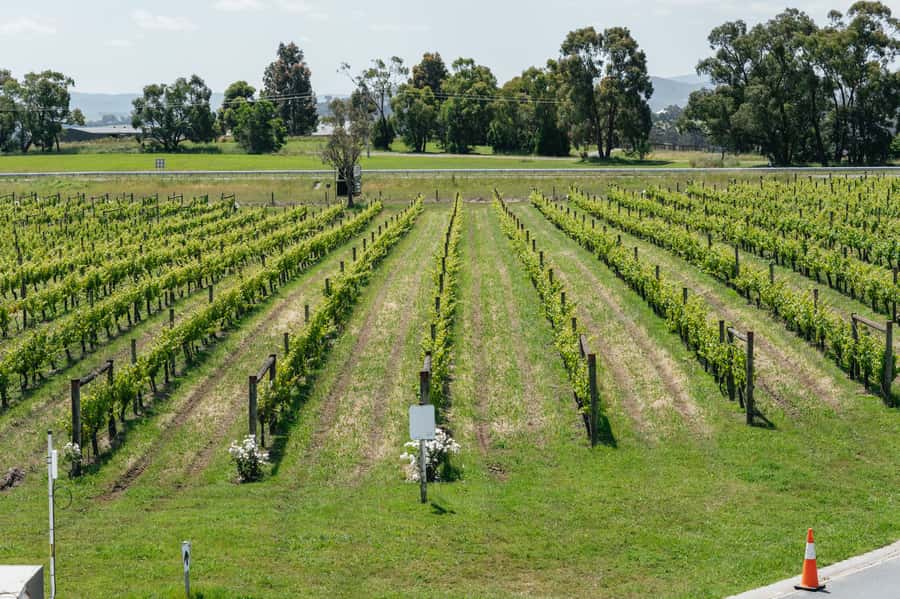 Melbourne: Full-Day Yarra Valley Wine Experience with Lunch - Price and Value: Is $127 a Good Deal?