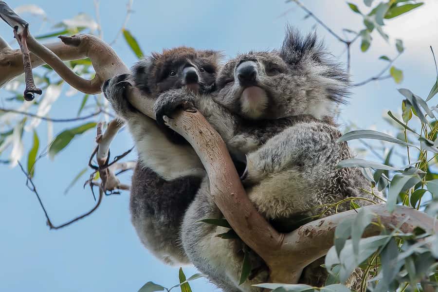 Melbourne: Great Ocean Road 12 Apostles & Rainforest Tour - Morning Start: From Immigration Museum to the First Coast Views