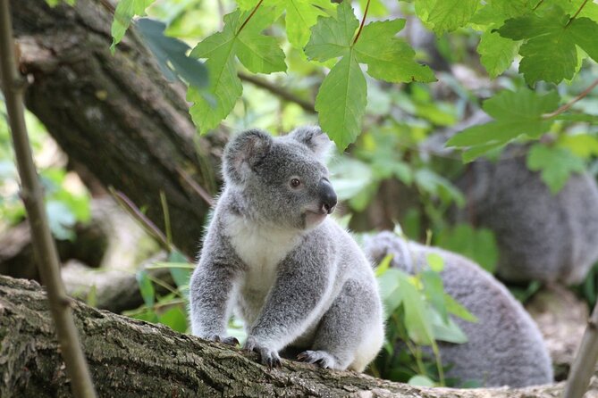 Melbourne: Great Ocean Road & Iconic Coastal Views Day Tour - Key highlights at a glance