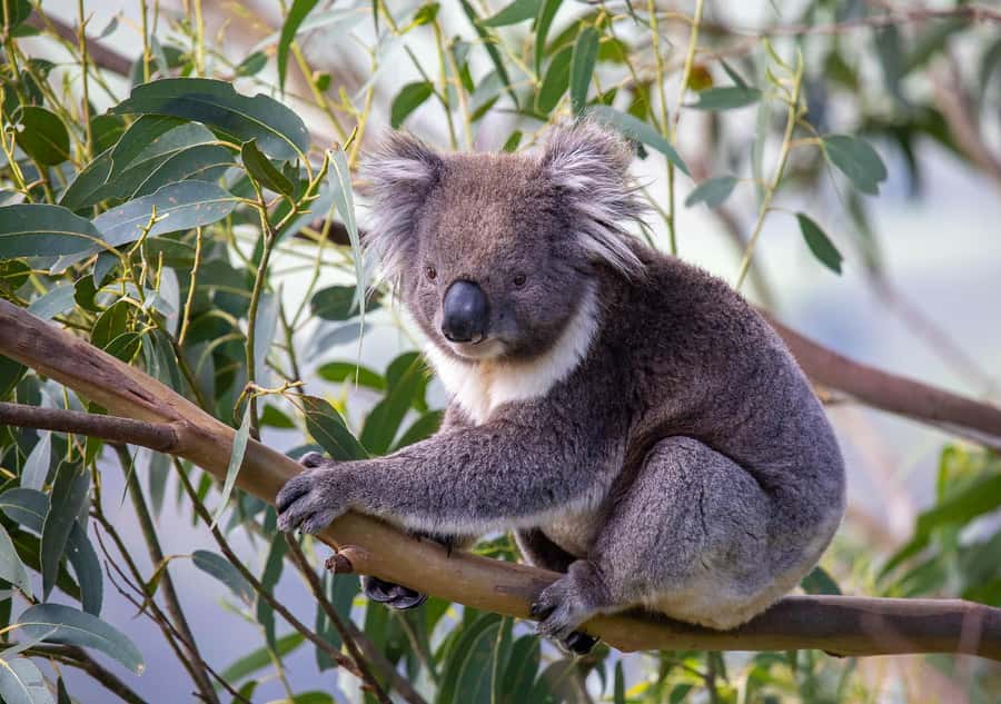 Melbourne: Great Ocean Road & Wildlife Tour for Backpackers - A backpacker-focused day trip that actually fits in one day