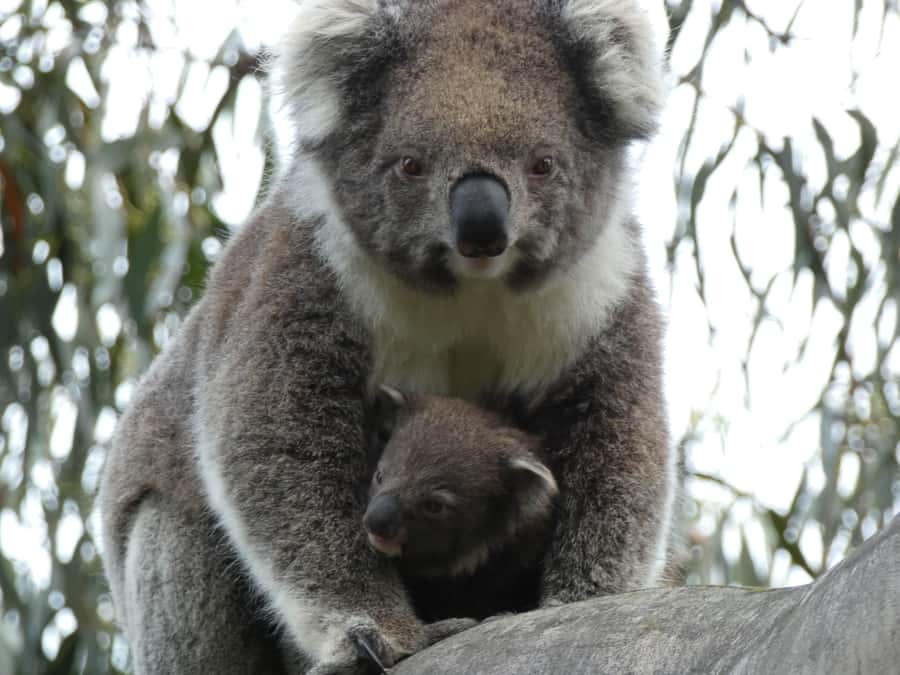 Melbourne: Great Ocean Road & Wildlife Tour for Backpackers - Loch Ard Gorge and shipwreck beach: tragedy plus limestone icons