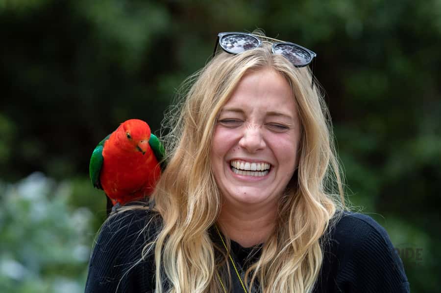 Melbourne: Great Ocean Road & Wildlife Tour for Backpackers - Great Otway National Park: koalas, birds, and wildlife scanning time