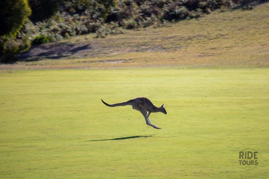Melbourne: Great Ocean Road & Wildlife Tour for Backpackers - Guide energy and small-group pacing: the difference between a trip and a chore