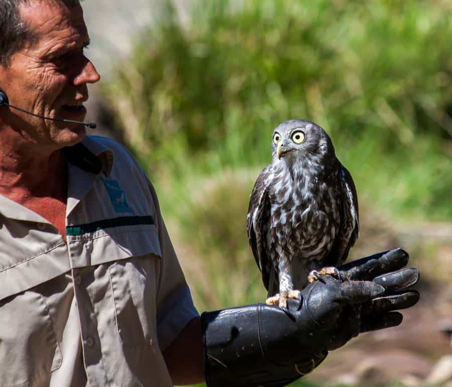 Melbourne: Healesville Sanctuary & Phillip Island Tour - Key points that make this day trip worth considering