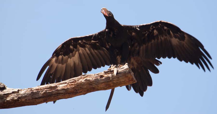 Melbourne: Healesville Sanctuary & Phillip Island Tour - The biggest trade-offs: time fillers, changes, and expectations